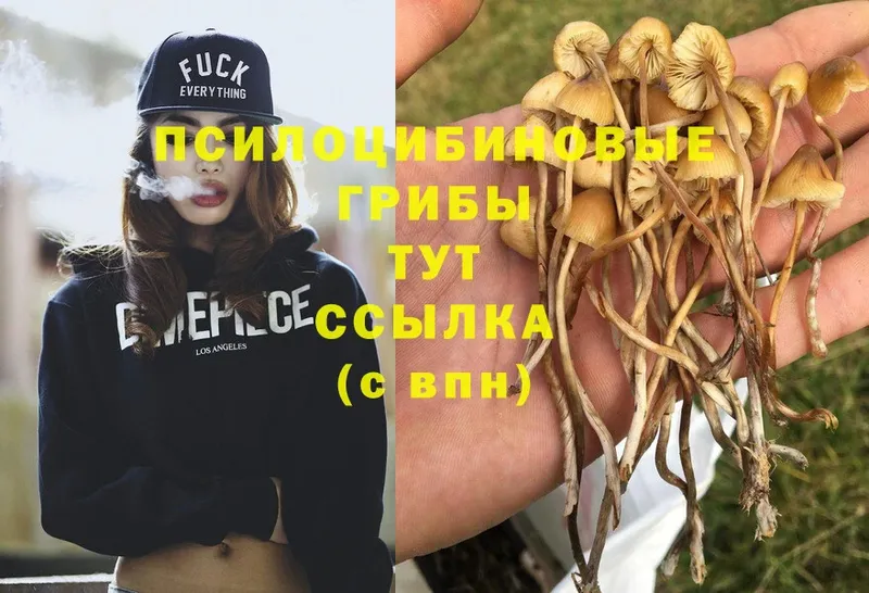 Галлюциногенные грибы Psilocybine cubensis  хочу наркоту  Урус-Мартан 